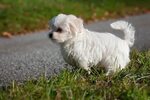 Hund, Malteser, Jungtier, Junghund, Welpe, Weiß Dog breeds, 